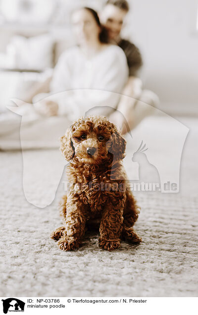 Zwergpudel / miniature poodle / NP-03786