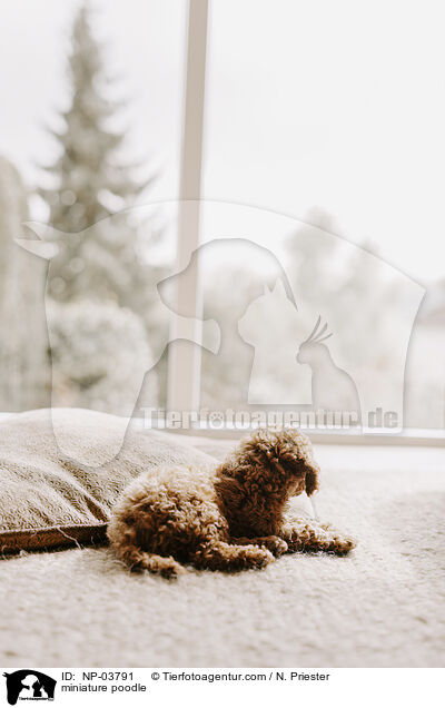 Zwergpudel / miniature poodle / NP-03791