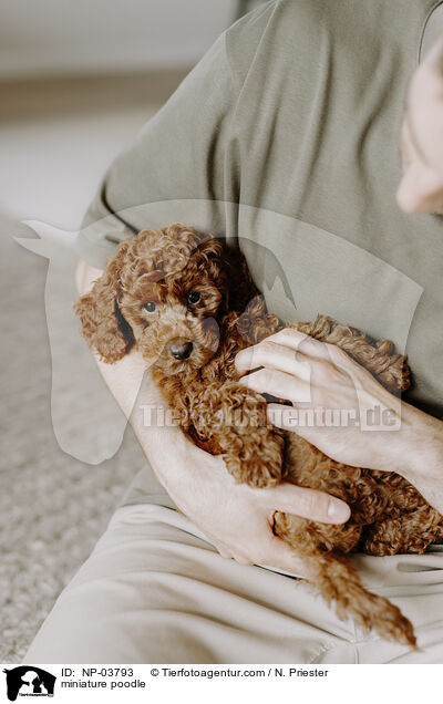 Zwergpudel / miniature poodle / NP-03793