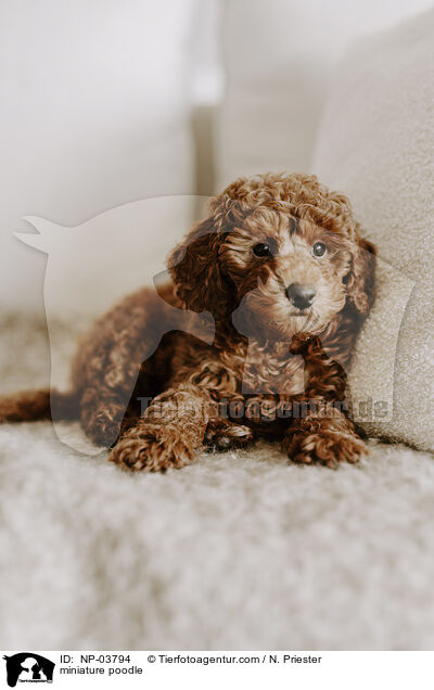 Zwergpudel / miniature poodle / NP-03794