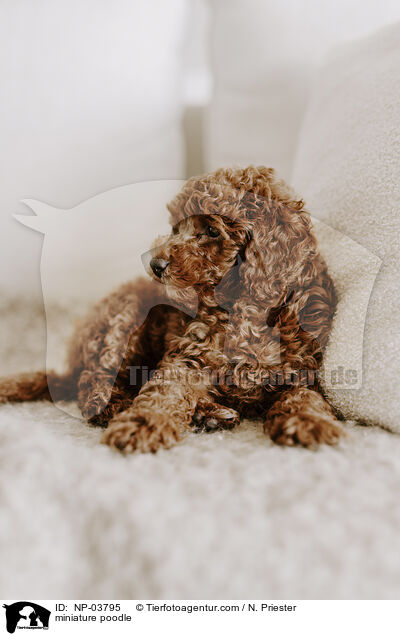 Zwergpudel / miniature poodle / NP-03795
