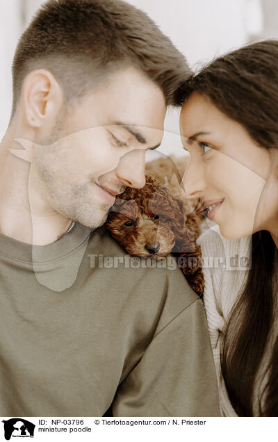 Zwergpudel / miniature poodle / NP-03796