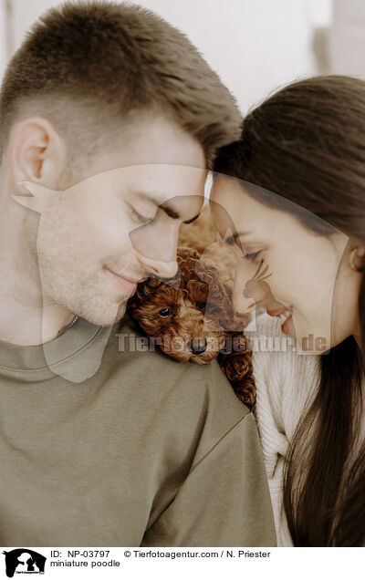 Zwergpudel / miniature poodle / NP-03797