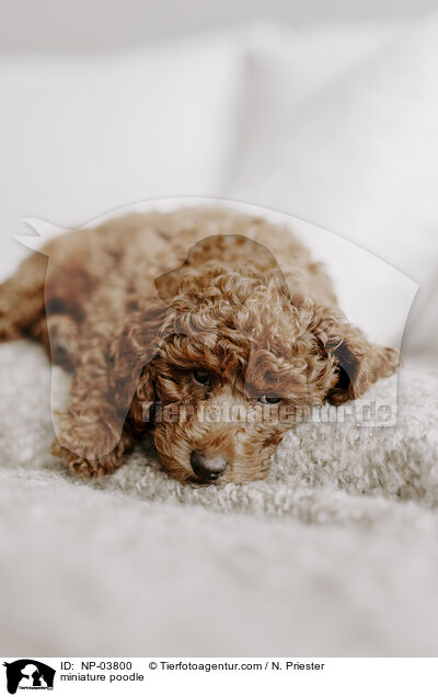 Zwergpudel / miniature poodle / NP-03800