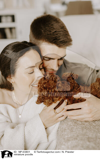 Zwergpudel / miniature poodle / NP-03801