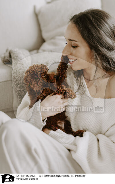 Zwergpudel / miniature poodle / NP-03803