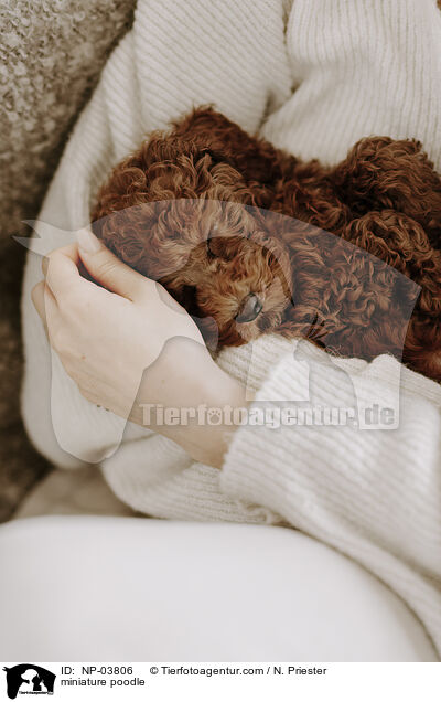 Zwergpudel / miniature poodle / NP-03806