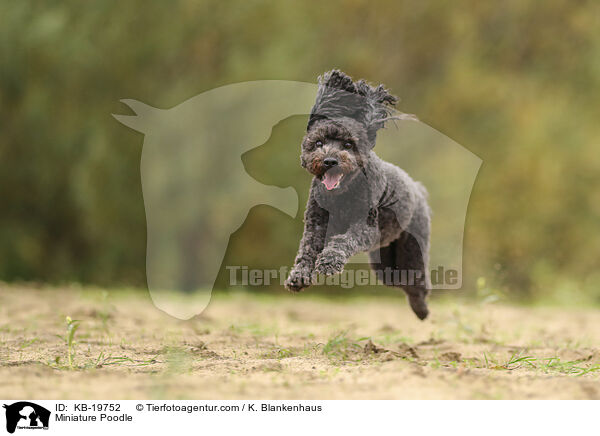 Zwergpudel / Miniature Poodle / KB-19752