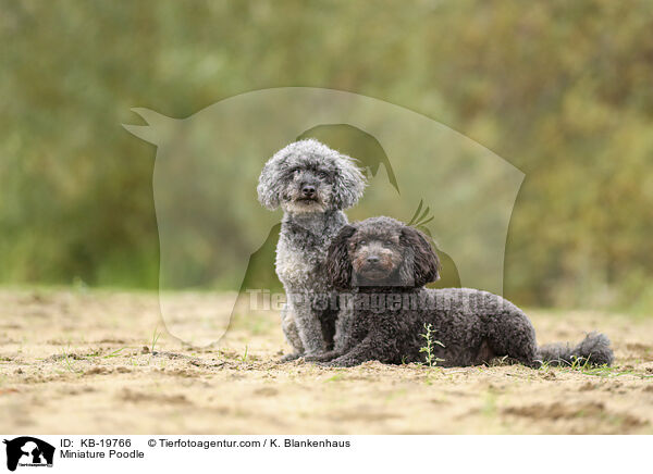 Zwergpudel / Miniature Poodle / KB-19766