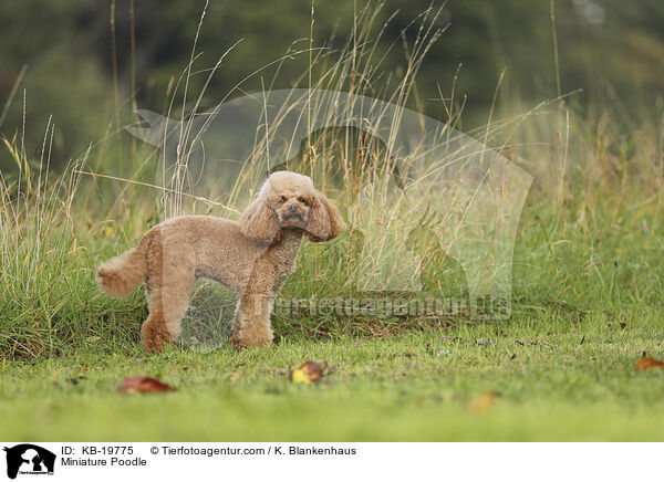 Zwergpudel / Miniature Poodle / KB-19775