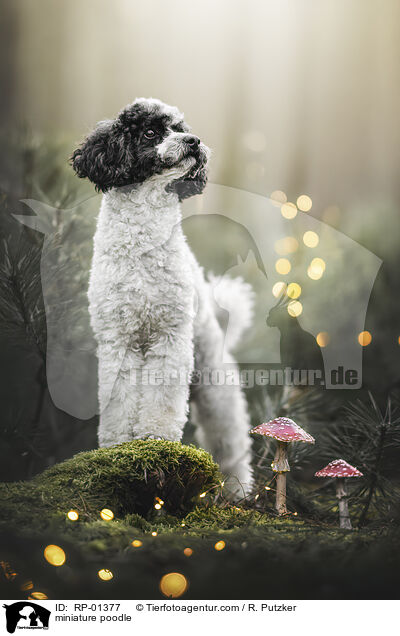 Zwergpudel / miniature poodle / RP-01377