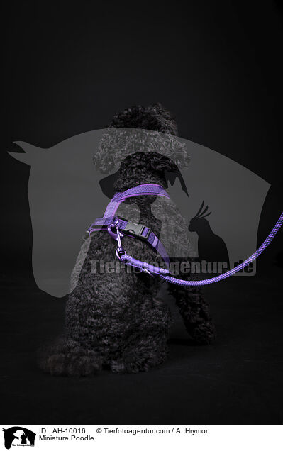 Zwergpudel / Miniature Poodle / AH-10016