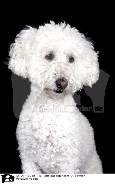 Miniature Poodle / AH-10019