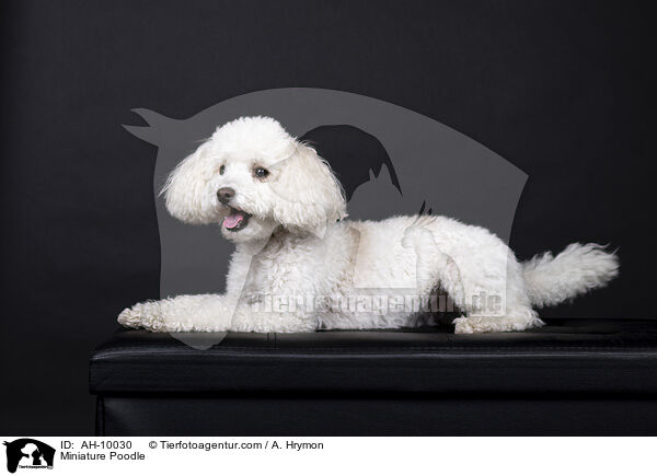Zwergpudel / Miniature Poodle / AH-10030