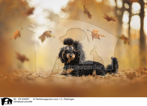 Zwergpudel / miniature poodle / CF-04087