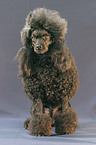 standing poodle