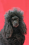 Poodle Portrait