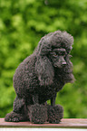 sitting poodle