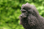 Poodle Portrait