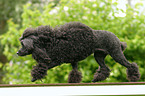 poodle in action