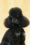 Poodle Portrait