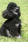 sitting poodle