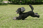 poodle in action
