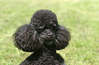 Poodle Portrait