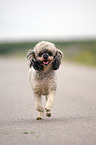 running Miniature Poodle