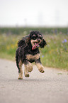 running Miniature Poodle