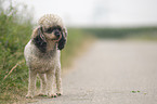 Miniature Poodle