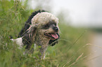 Miniature Poodle Portrait