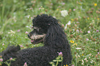 Miniature Poodle Portrait