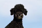 Toy Poodle Portrait