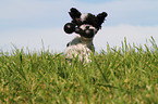 playing Toy Poodle