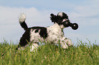 playing Toy Poodle