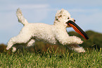 playing Miniature Poodle