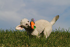 playing Miniature Poodle