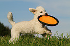 playing Miniature Poodle