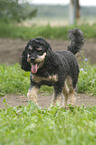 running Miniature poodle