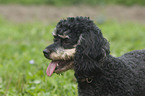 Miniature poodle portrait
