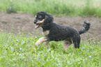 running Miniature poodle
