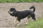 walking Miniature poodle