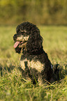 Miniature poodle