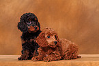 Miniature Poodle Puppies