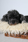 Miniature Poodle Portrait