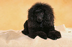 lying Miniature Poodle