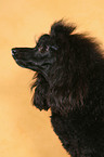 Miniature Poodle Portrait