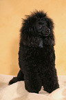 sitting Miniature Poodle