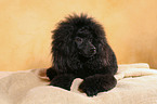 lying Miniature Poodle